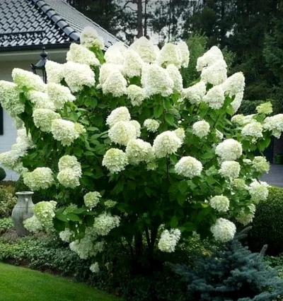 Гортензия метельчатая Сильвер Доллар