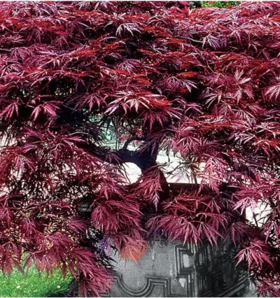 Клен веерный гранатовый Garnet