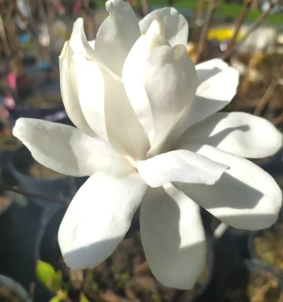 Магнолия ленбера Меррил