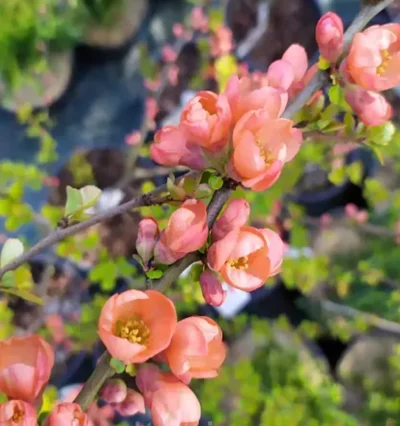 Айва Рожева Квін