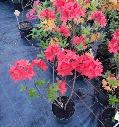 Азалия гибридная Doloroso