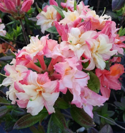 Азалия гибридная Cannon's Double