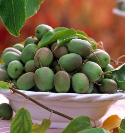 Актинидия Иссаи самоплодная 