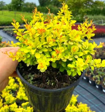 Барбарис тунберга Голдалита