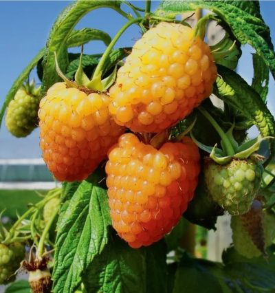 Малина Жёлтая Амира