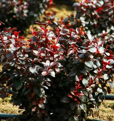 Барбарис Дарс Пурпле