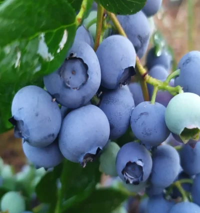 Голубика Дарроу