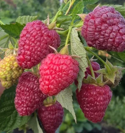 Малина Джоан Джи