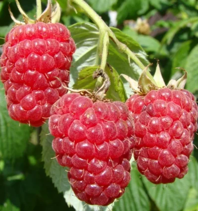 Малина Марастар