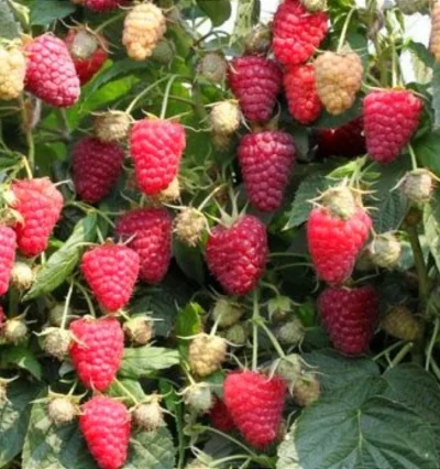 Малина Амира