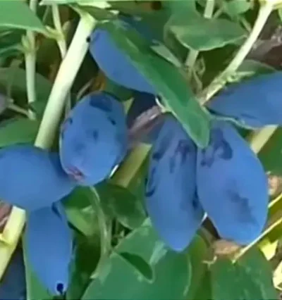 Жимолость Блу Банана