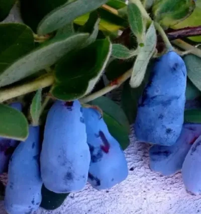 Жимолость Карина