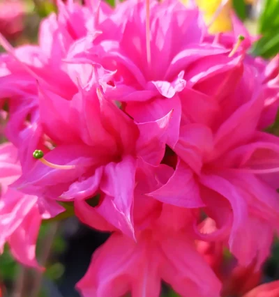 Азалия Хомбуш