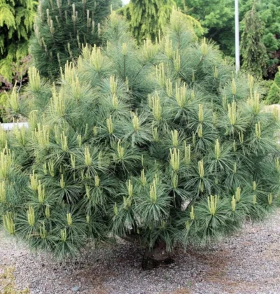 Сосна веймутова Денса Хіл (Pinus strobus Densa Hill)