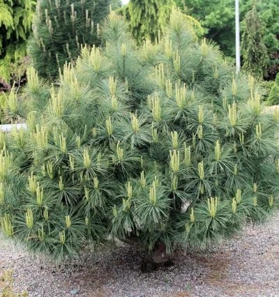 Сосна веймутова Денса Хіл (Pinus strobus Densa Hill)