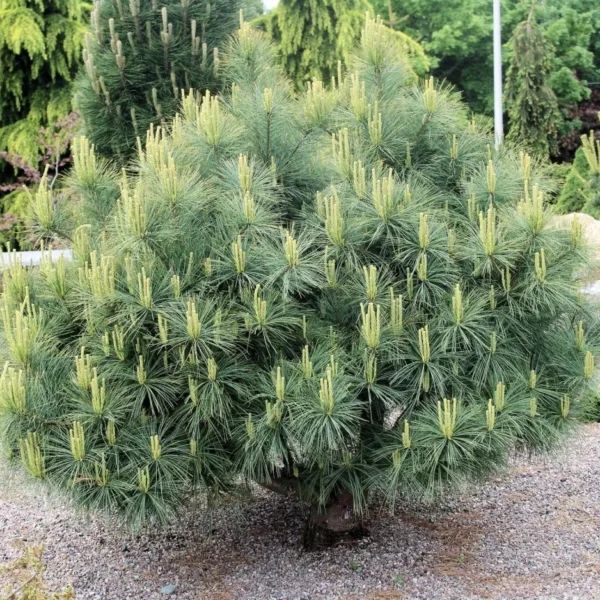 Сосна веймутова Денса Хіл (Pinus strobus Densa Hill)