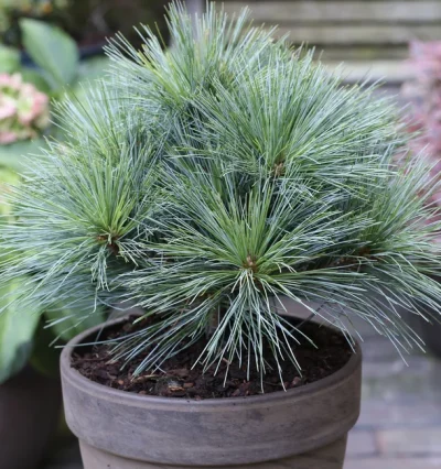 Сосна веймутова Рейнхаус / Pinus strobus Reinshaus