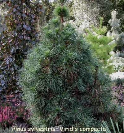 Сосна Вірідіс Компакта /Pinus sylvestris 'Viridis Compacta'