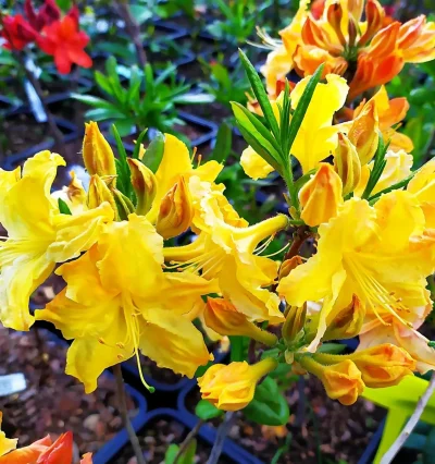 Азалия гибридная Golden lights