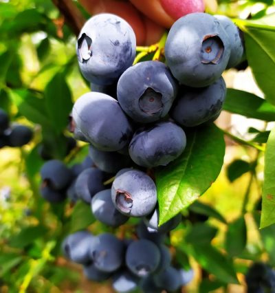 Саженцы голубики Торо