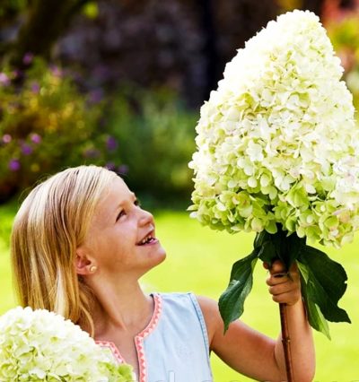 Гортензия Геркулес