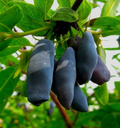 жимолість їстівна