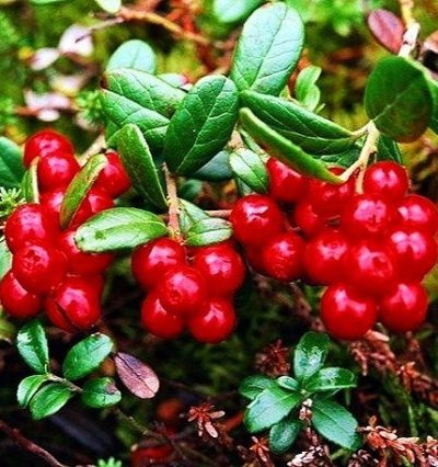 Саженцы брусники