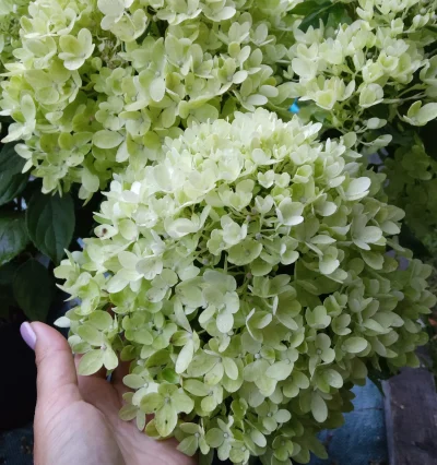 Цветок Гортензии Пинклайт