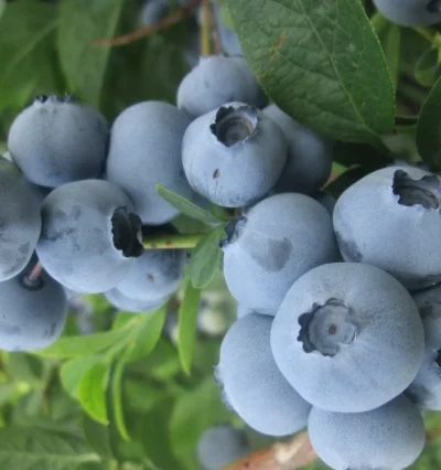 Голубика Патриот