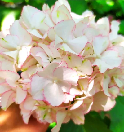 Гортензия Клеопатра (Magic Cleopatrа)