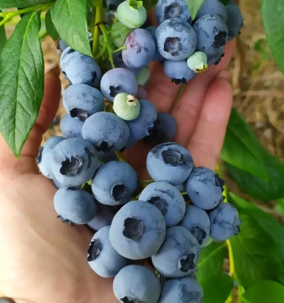 голубикиа Ханна Чойс