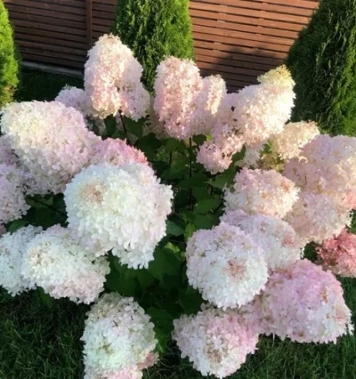 Гортензія Фантом