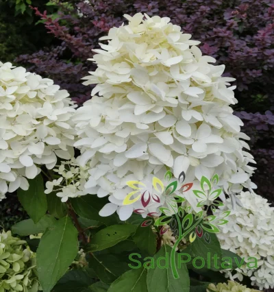 Гортензія волотиста Скайфолл саджанці