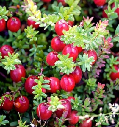 Саджанці ЖУРАВЛИНИ крупноплідної