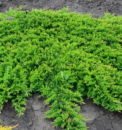 Можжевельник горизонтальный "Принц Уэльский"