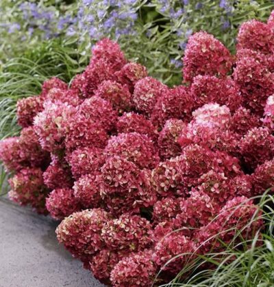 Гортензія Петит Чері (Hydrangea pan. 'Petite Cherry')