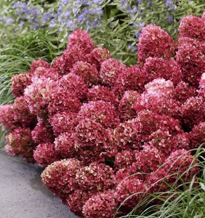 Гортензія Петит Чері (Hydrangea pan. 'Petite Cherry')