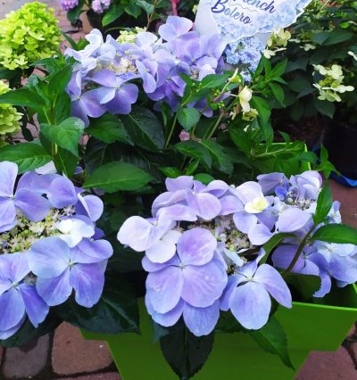 саженцы гортензии Гортензия Френч Болеро Блу