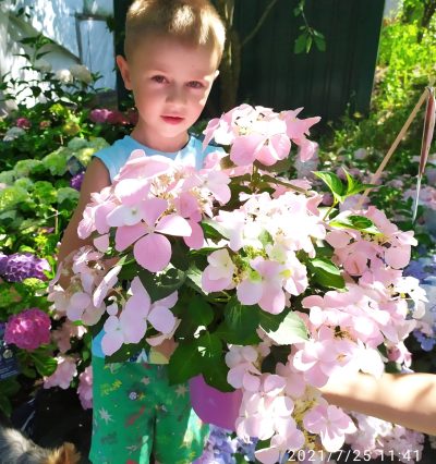 Гортензія Френч Болеро Роза (French Bolero Rosa)