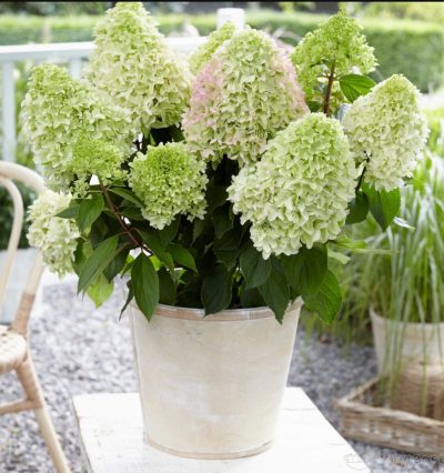 Гортензия метельчатая Little Fresco