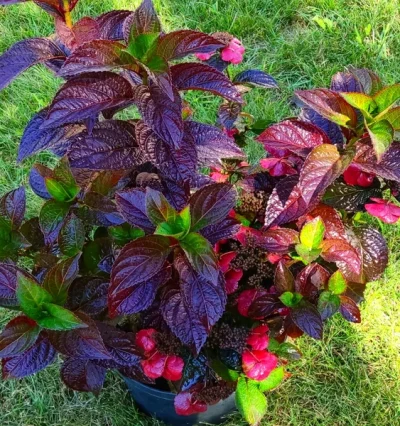 Гортензія Даредевіл