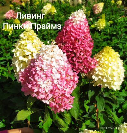 Гортензія Лівінг Пінкі Праймз