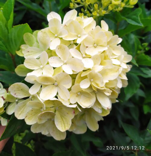 Гортензия метельчатая Котон Крем "Living Cotton Cream"