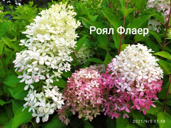 Саженцы гортензии Living Royal Flower