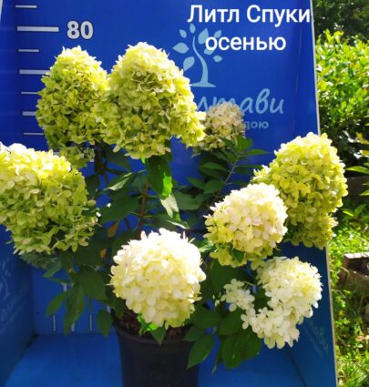 Гортензія Літл Спуки