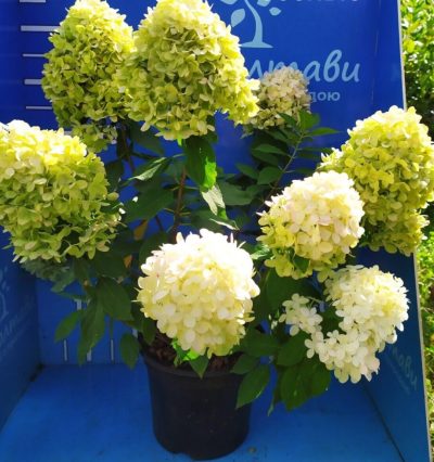 Гортензия Литл Спуки