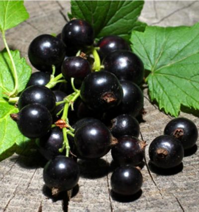 Смородина Ебоні