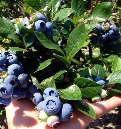 Голубика Спартан