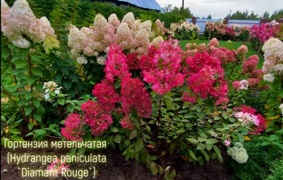 Гортензия Diamant Rouge