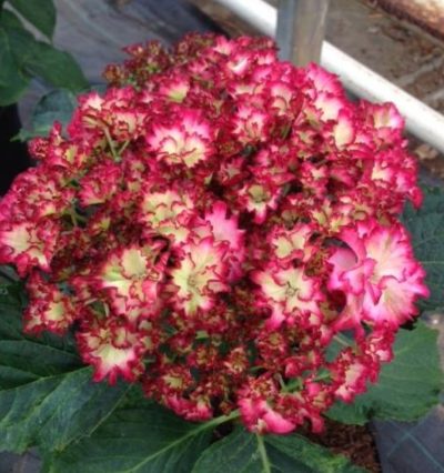 Гортензия "Меджикал Колор Дрим